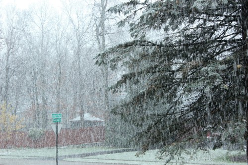 Snow & Tree